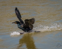 Landing Cormorant