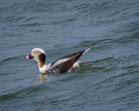 Long-Tailed Duck