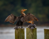 Majestic Cormorant