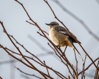 Northern Mockingbird in Tree