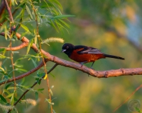 Orchard Oriole