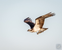 Osprey with a Branch