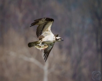 Osprey with a Fish