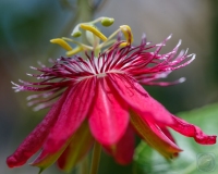 Passionflower