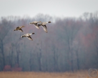 Pintails in Flight