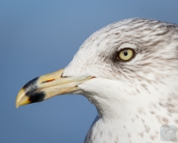 Ring-Billed Gull