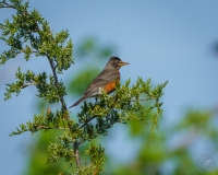 Robin on Cedar