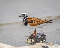 Ruddy Turnstone