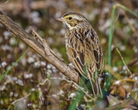 Savannah Sparrow