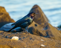 Seaside Grackle