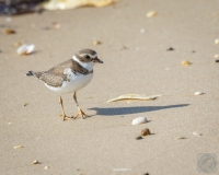 Semipalmated Plover