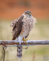 Sharp-Shinned Hawk