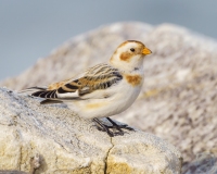 Snow Bunting