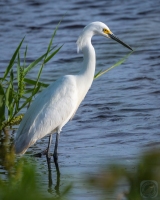 Snowy Egret