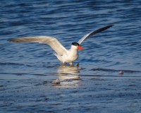 Tern King of Fishheads