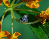 Tiniest Jumper