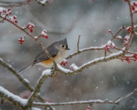 Titmouse in Snow