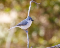 Titmouse on Branch