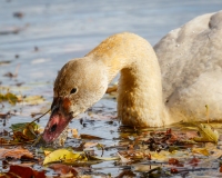 Tundra Swan Juvenile