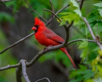 Watchful Cardinal