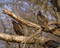 Watching Vultures