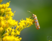 Webworm Moth