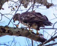 Young Bald Eagle2